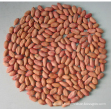 High Quality/New Crop Peanut Kernals